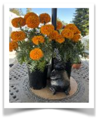 Potted Marigolds