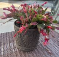 christmas cactus