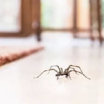 Photo of a spider