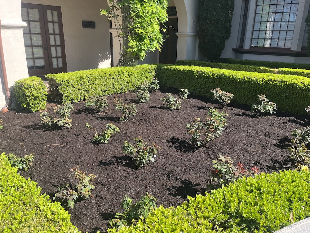 Newly mulched rose garden