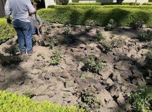 Mike Pyle crew works on renovating the rose garden soil