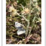 Released Palos Verde Blue butterfly
