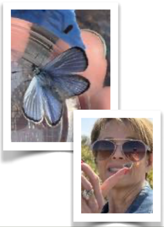 Released Palos Verde Blue butterflies