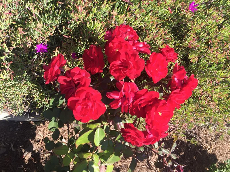 park-roses-21