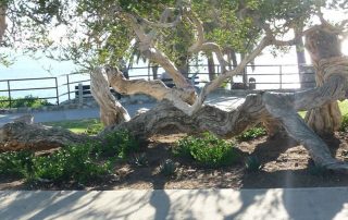 Melaleuca Tree in Heisler Park
