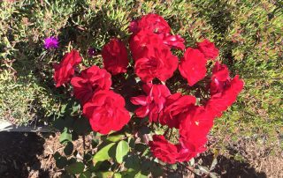 Rose Garden in Heisler Park