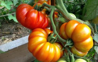 Mouth-Watering Tomatoes