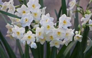 Perfect Paperwhites