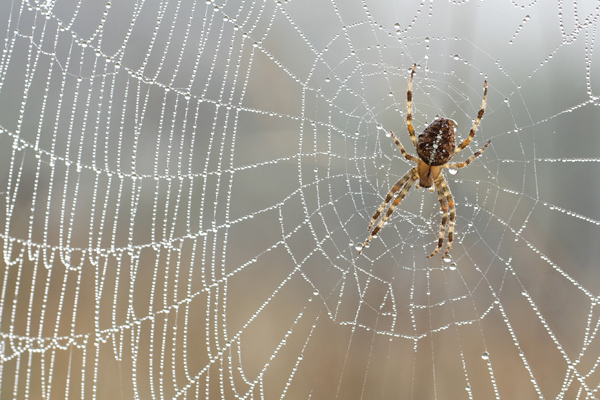 spiders in garden – laguna beach garden club