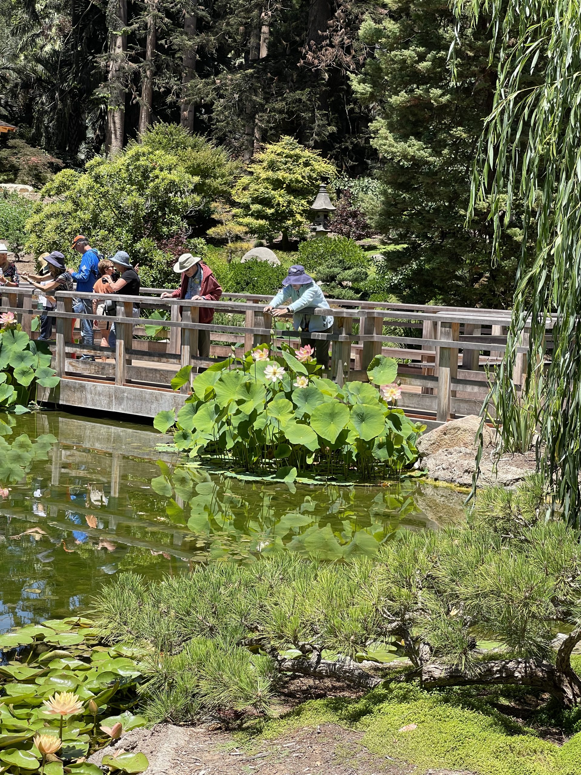 Lotus flowers on bridge Members on bridge over lily pond at Lotusland