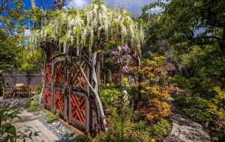 LA Times photo of Flowering wisteria against red and black screen.