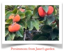 Image of persimmons on the tree from Janet Chance's garden.