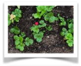 strawberries growing in a garden