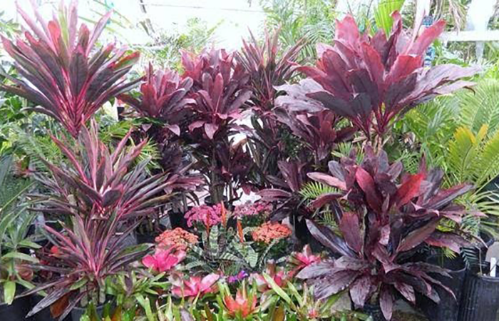 Tropical nursery plants