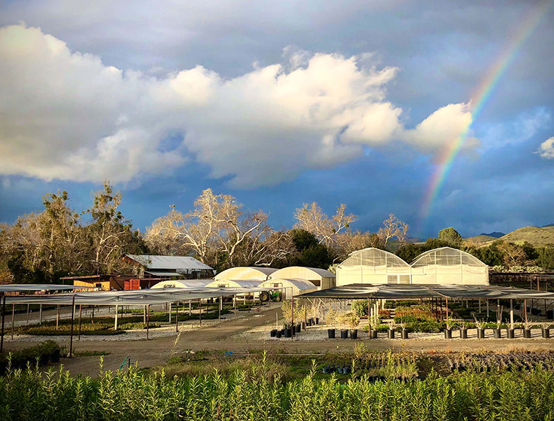 View of Tree of Life Nursery in SJC with rainbow