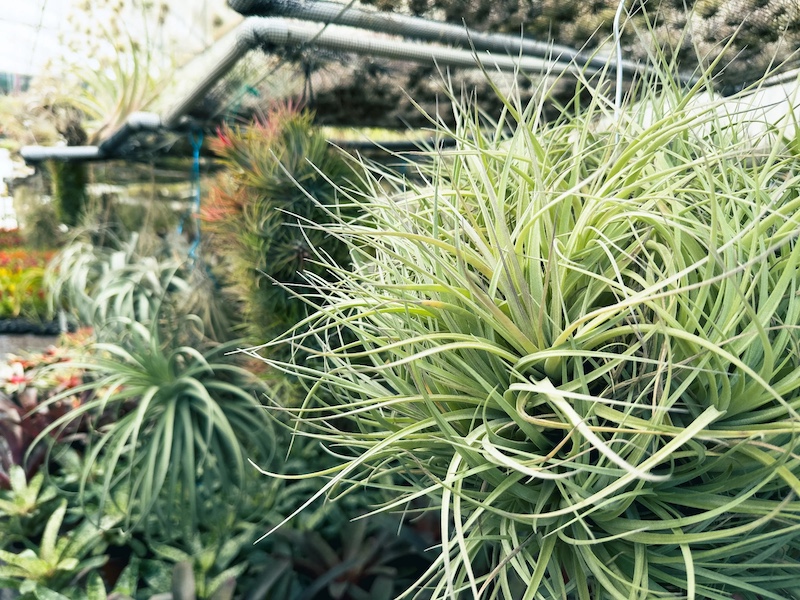 Tillandsia at Rainforest Flora nursery in Torrance