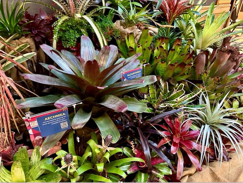Bromeliads