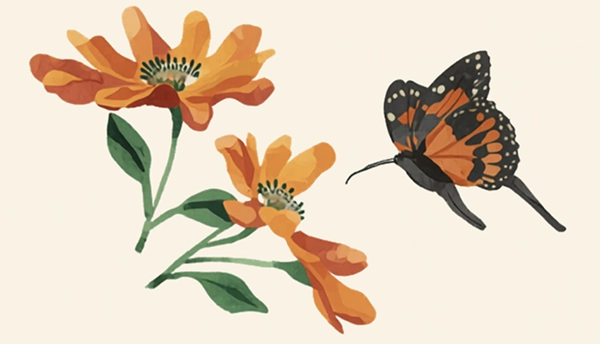 Image of monarch and flowers