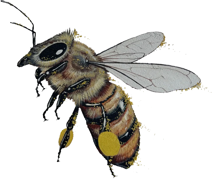 bee-isolated-left-up