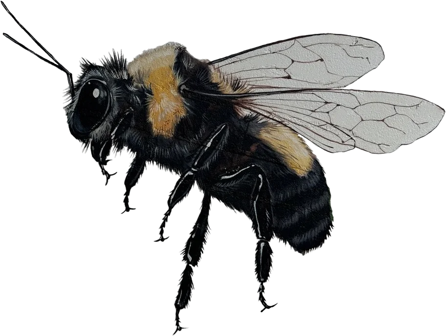 bumble-bee-isolated-upper-left