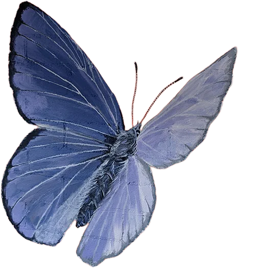 butterfly-isolated-right