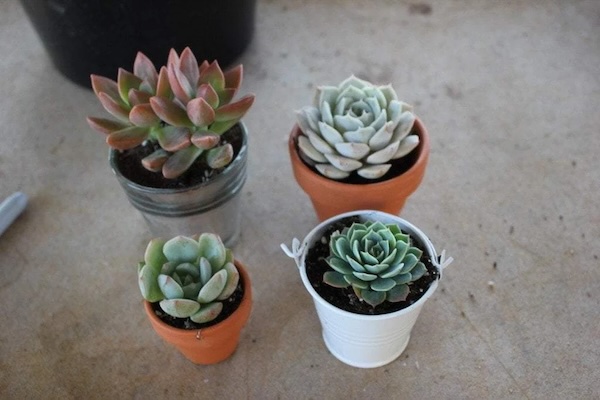 Planning succulents in small spots